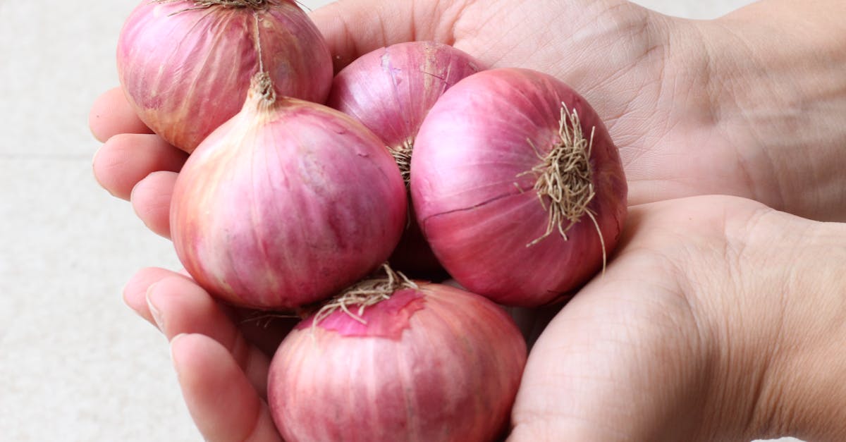 découvrez les fondamentaux de l'agriculture biologique : des pratiques durables, le respect de l'environnement et des méthodes de culture sans pesticides. apprenez à cultiver des aliments sains et à préserver la biodiversité grâce à des techniques agricoles innovantes.