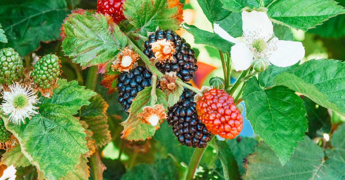 découvrez l'art du jardinage de fruits biologiques avec nos conseils pratiques et techniques. apprenez à cultiver vos propres fruits sains et savoureux tout en respectant l'environnement. un guide idéal pour les amateurs de jardinage durable.
