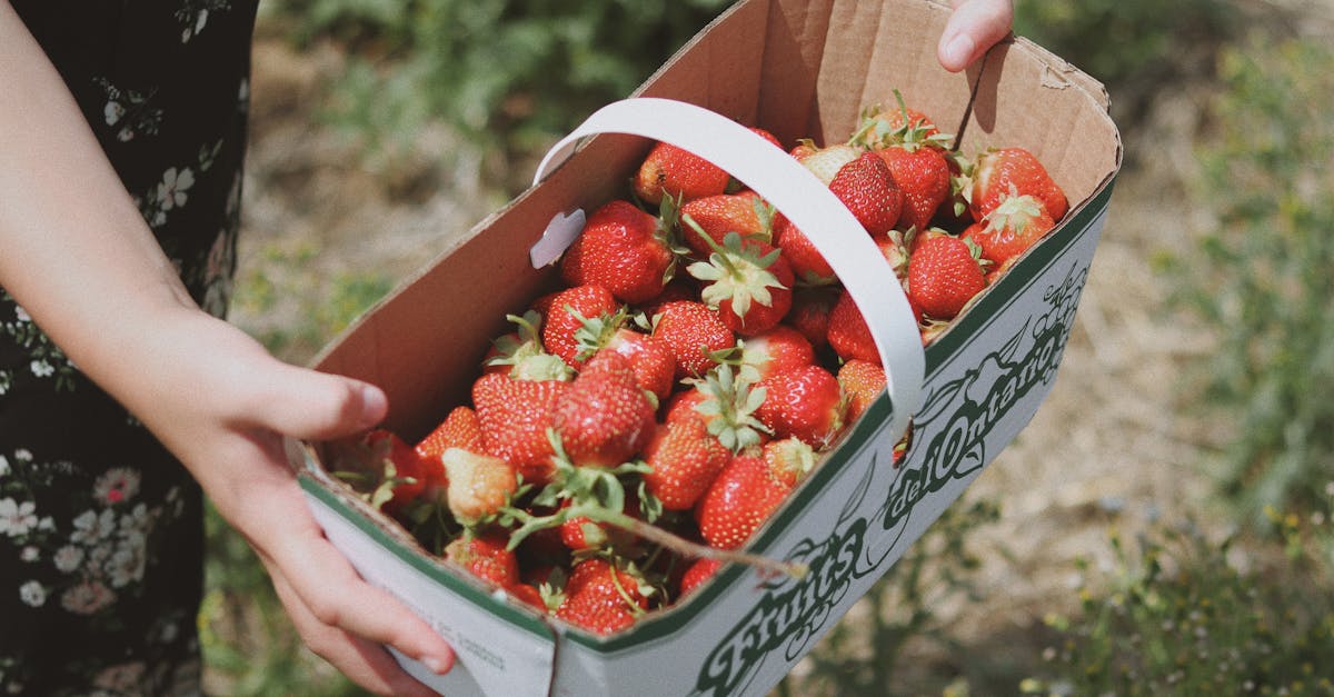 découvrez les plaisirs du jardinage de fruits biologiques : des conseils pratiques pour cultiver des fruits savoureux et sains chez vous, tout en respectant l'environnement.