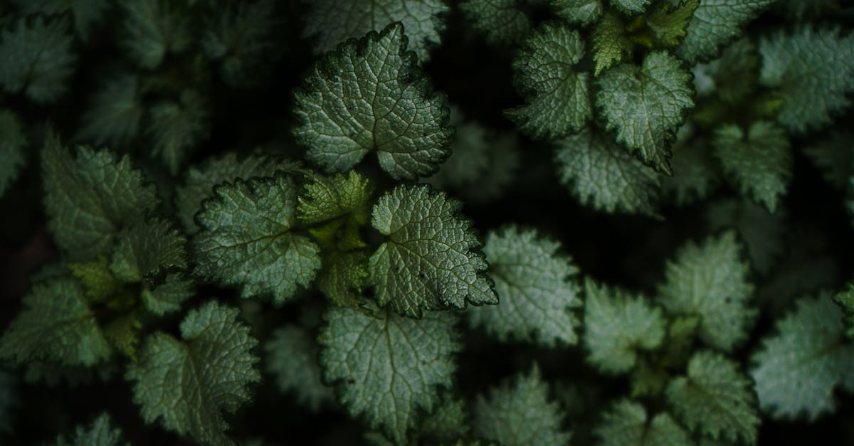 découvrez les secrets d'un jardin bio épanouissant ! apprenez à cultiver des plantes en harmonie avec la nature, sans pesticides ni produits chimiques. transformez votre espace en un paradis écologique et récoltez des fruits et légumes savoureux tout en préservant l'environnement.