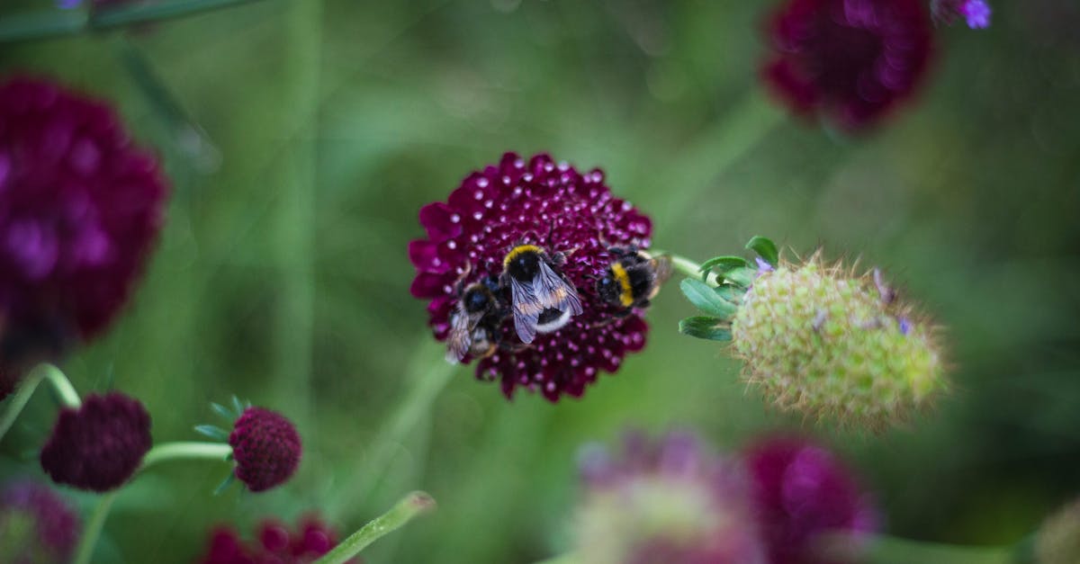 découvrez le jardinage biologique et apprenez à cultiver vos propres légumes et plantes sans pesticides. transformez votre espace extérieur en un oasis naturel tout en préservant l'environnement.