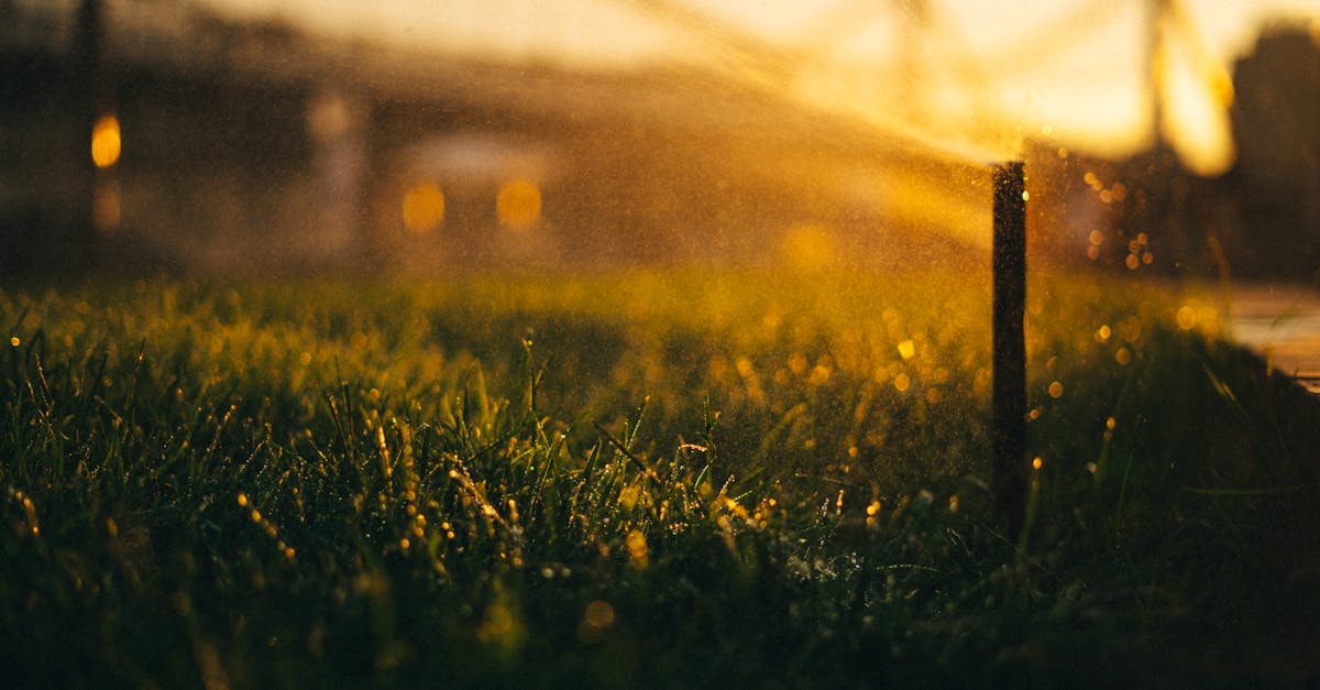 découvrez des solutions d'irrigation écologiques pour votre jardin biologique. optimisez l'arrosage de vos plantes tout en respectant l'environnement grâce à nos conseils et techniques adaptées.