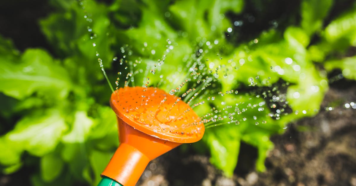 découvrez des solutions d'irrigation écologiques pour votre jardin. optimisez l'arrosage de vos plantes tout en préservant l'environnement grâce à nos conseils et méthodes d'irrigation organiques.