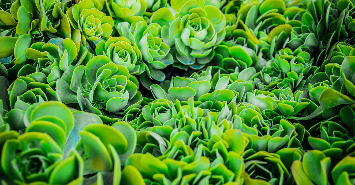 découvrez les bienfaits d'un jardin biologique : des conseils pratiques pour cultiver vos propres légumes, fruits et fleurs sans pesticides, tout en préservant l'environnement. transformez votre espace extérieur en un havre de paix et de produits sains !
