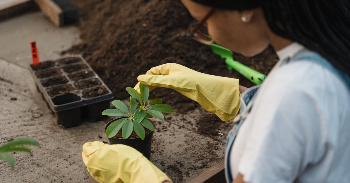 découvrez les secrets du jardinage biologique : cultivez vos propres fruits et légumes sans pesticides, en respectant l'environnement. apprenez des techniques durables pour créer un jardin sain et florissant.