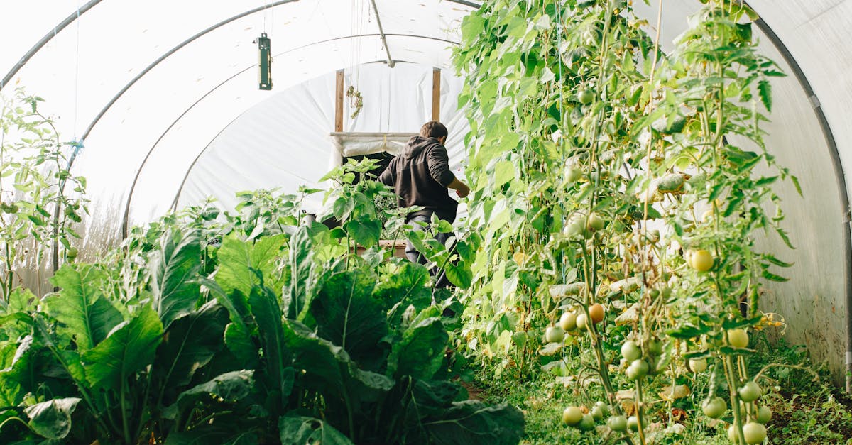 découvrez l'art du jardinage biologique : cultivez vos propres fruits et légumes sans produits chimiques, tout en préservant l'environnement. apprenez des techniques durables pour un jardin sain et productif.