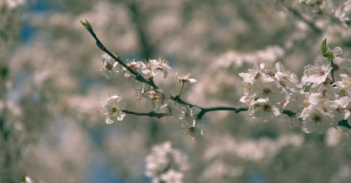 découvrez l'art du jardinage biologique : cultivez vos plantes de manière naturelle, respectueuse de l'environnement et bénéfique pour votre santé. transformez votre espace extérieur en un havre de paix verdoyant en apprenant des techniques durables et des conseils pratiques pour un jardin prospère.