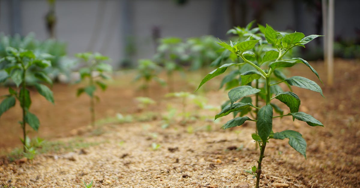 découvrez les secrets du jardinage biologique : techniques durables, astuces pour cultiver vos légumes et fleurs sans pesticides, et conseils pour un jardin sain et respectueux de l'environnement.