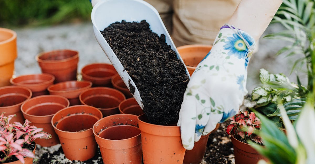 découvrez les secrets du jardinage biologique ! apprenez à cultiver vos plantes de manière naturelle, sans pesticides ni produits chimiques, pour un jardin sain et respectueux de l'environnement. techniques, astuces et conseils pour créer un espace vert florissant et durable.