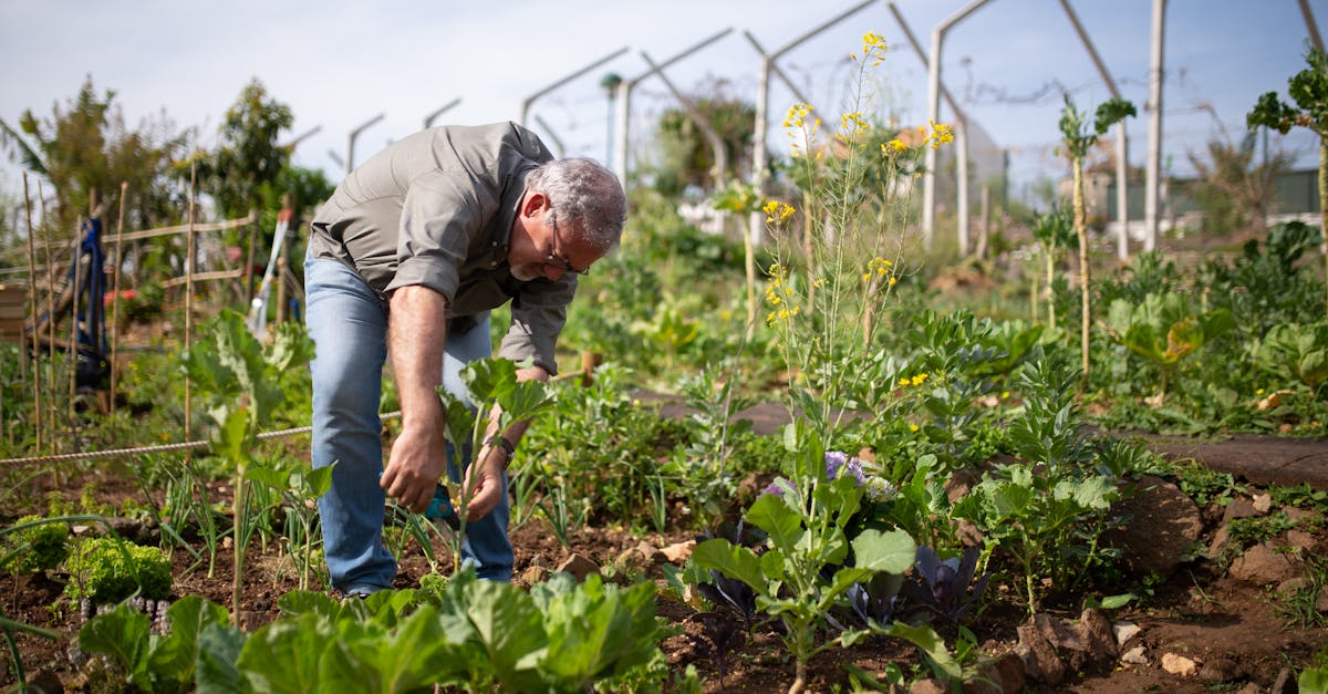 découvrez l'art du jardinage biologique et apprenez à cultiver vos plantes de manière naturelle et respectueuse de l'environnement. explorez nos conseils, techniques et astuces pour créer un jardin florissant sans pesticides ni produits chimiques.