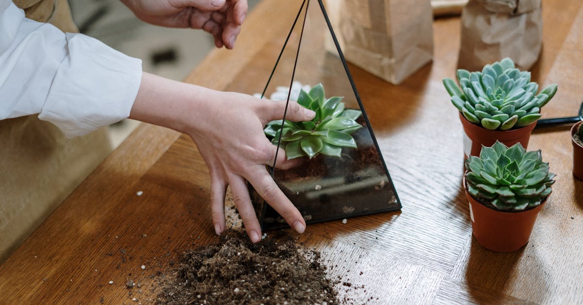découvrez les bienfaits du jardinage biologique : apprenez à cultiver vos plantes de manière naturelle, sans pesticides ni produits chimiques, tout en préservant la biodiversité et en favorisant un environnement sain.