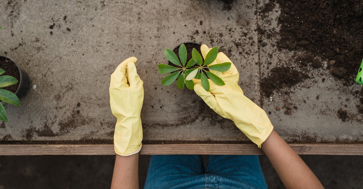 découvrez les bienfaits du jardinage bio ! apprenez à cultiver des plantes de manière naturelle, sans pesticides ni produits chimiques, tout en préservant l'environnement. transformez votre jardin en un espace sain et productif.