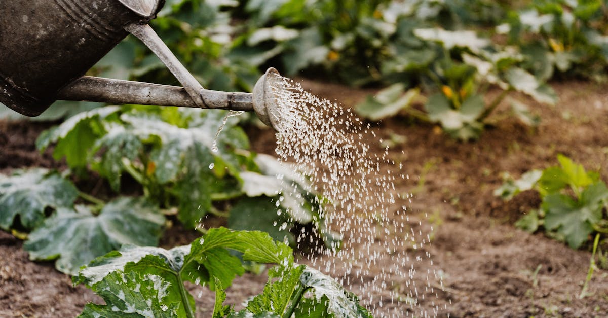 découvrez les secrets du jardinage biologique : apprenez à cultiver vos plantes de manière naturelle, sans pesticides ni produits chimiques, tout en préservant l'environnement. transformez votre jardin en un écosystème florissant et sain.