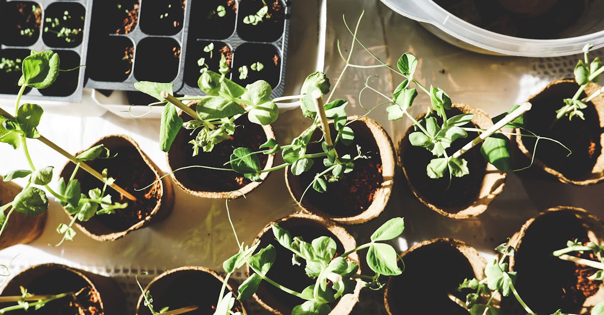 découvrez les bienfaits du jardinage biologique : cultivez vos propres légumes et herbes de manière naturelle et respectueuse de l'environnement. adoptez des pratiques durables pour un jardin florissant et sain.