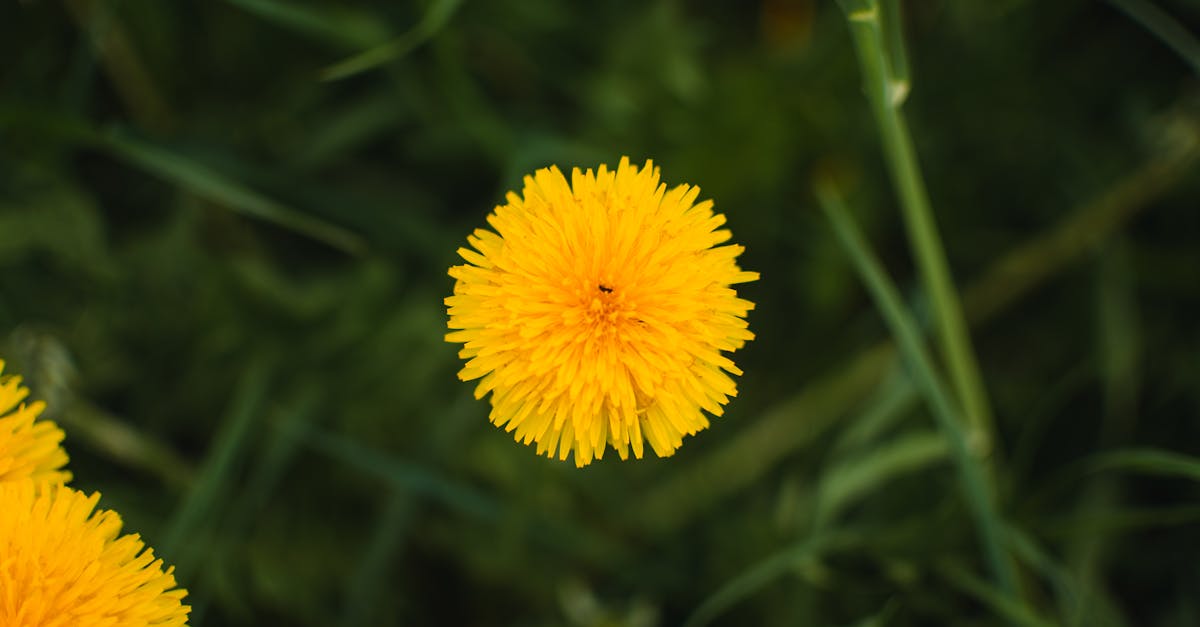 découvrez les erreurs courantes en jardinage bio qui peuvent freiner votre succès. apprenez à éviter ces pièges pour cultiver un jardin florissant et sain, tout en respectant l'environnement.