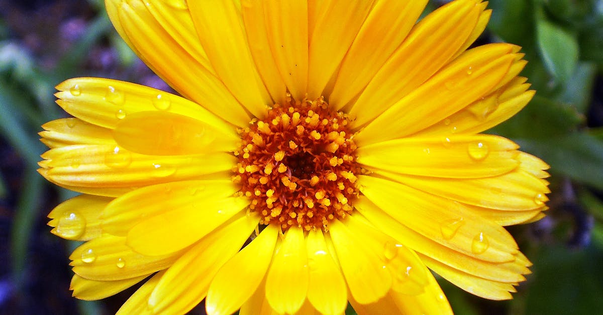 découvrez les erreurs courantes en jardinage biologique et apprenez à les éviter pour garantir la santé de vos plantes et maximiser votre récolte. adoptez les meilleures pratiques pour un jardin florissant et durable.