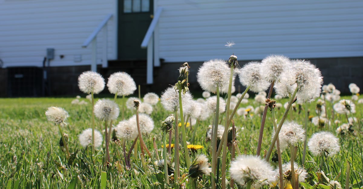 découvrez des partenaires dédiés à l'agriculture biologique, prêts à vous accompagner dans vos projets de jardinage durable. explorez des conseils, des ressources et des solutions pour cultiver un jardin sain et éco-responsable.