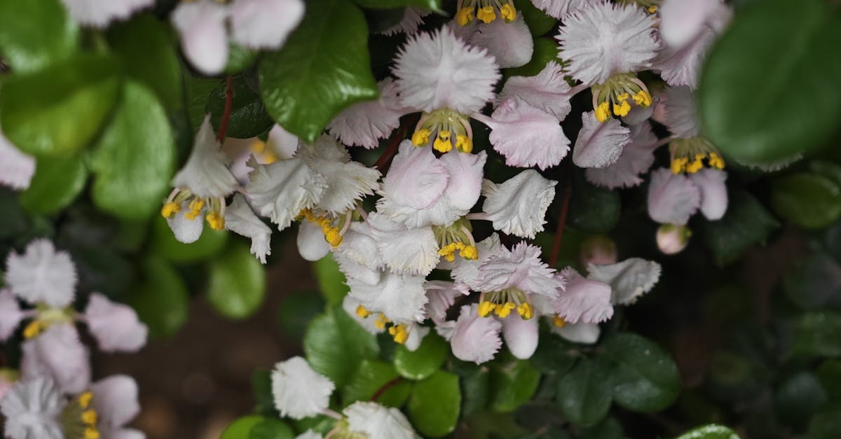 découvrez comment nos partenaires en jardinage biologique vous aident à cultiver un espace vert durable et respectueux de l'environnement. profitez de conseils d'experts, de produits naturels et de techniques éco-responsables pour créer un jardin florissant et sain.