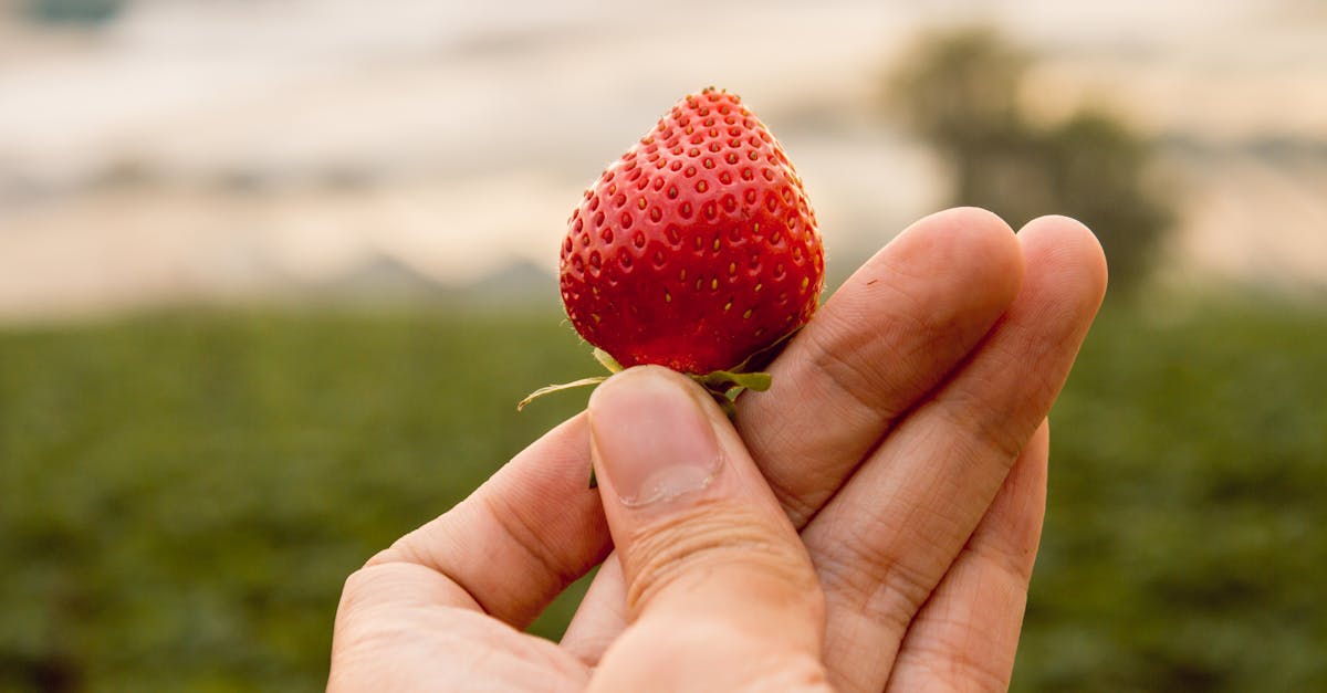 découvrez des conseils pratiques pour jardinage biologique, apprenez à cultiver vos plantes de manière naturelle et respectueuse de l'environnement, tout en maximisant la santé et la productivité de votre jardin.