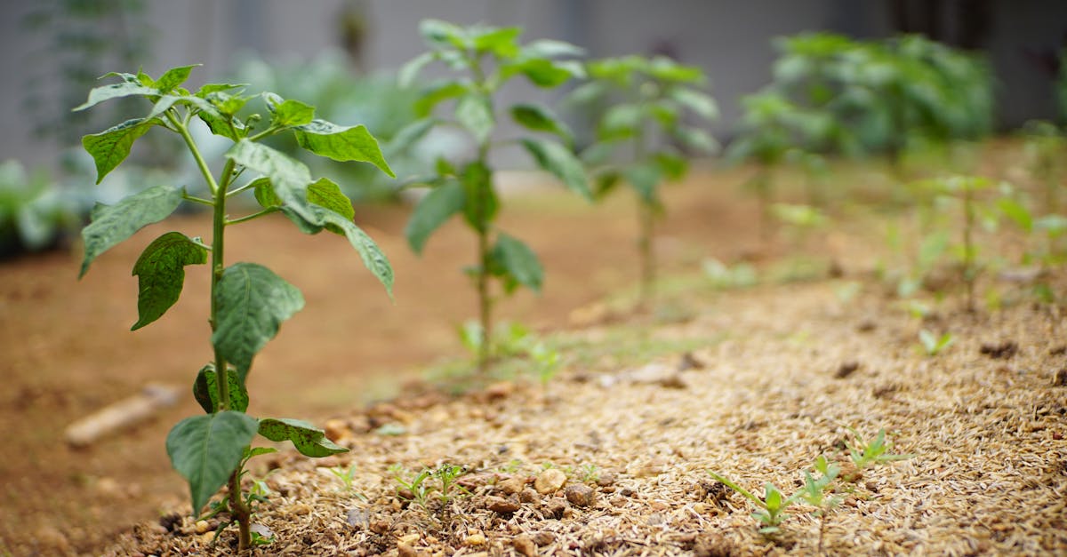 découvrez des conseils pratiques pour le jardinage biologique. apprenez à cultiver vos plantes de manière naturelle, à enrichir votre sol et à favoriser la biodiversité, tout en préservant l'environnement. transformez votre jardin en un espace sain et durable!