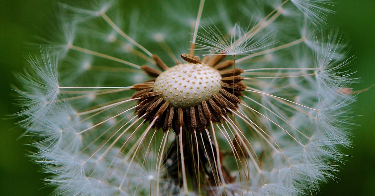 découvrez notre sélection de graines biologiques de haute qualité, idéales pour cultiver vos légumes, herbes et fleurs. profitez d'une agriculture durable et respectueuse de l'environnement avec nos semences certifiées 100% organiques.