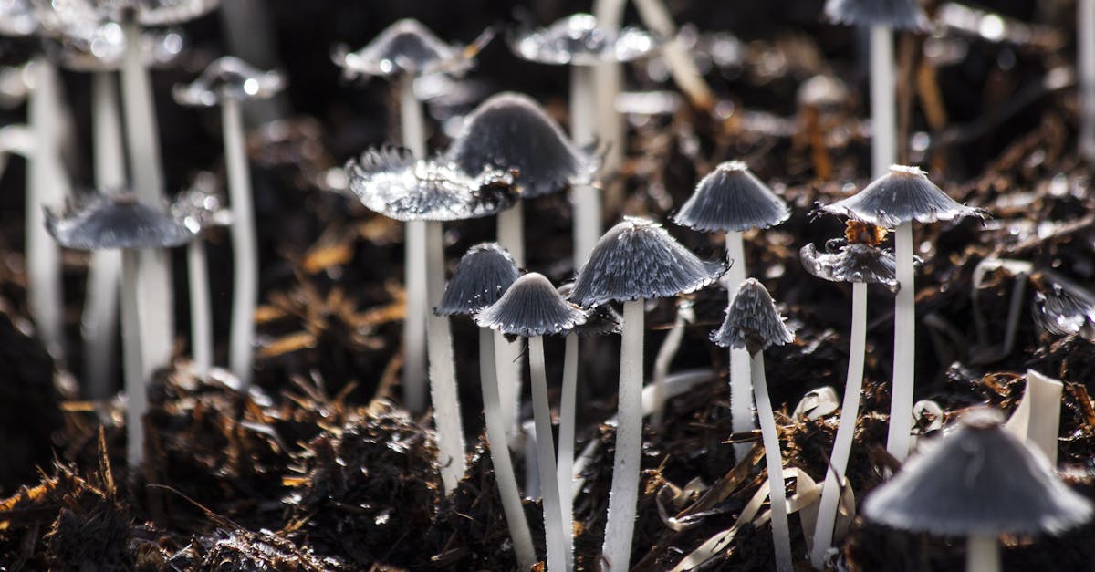 découvrez les bienfaits du sol organique pour vos plantes et votre jardin. apprenez comment améliorer la santé de votre terre avec des techniques durables et respectueuses de l'environnement.
