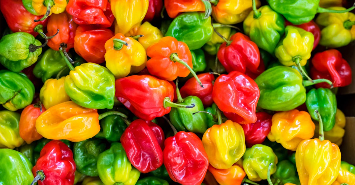 découvrez l'univers fascinant des poivrons ! apprenez tout sur les différentes variétés, leurs bienfaits pour la santé et des recettes savoureuses pour les cuisiner.