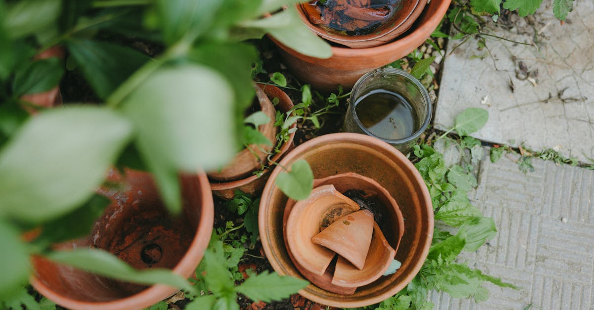 découvrez la permaculture, une méthode de culture durable qui harmonise les écosystèmes naturels avec les besoins humains. apprenez à concevoir des jardins productifs, respectueux de l'environnement et autonomes, tout en préservant la biodiversité. rejoignez le mouvement vers une agriculture plus responsable et productive.