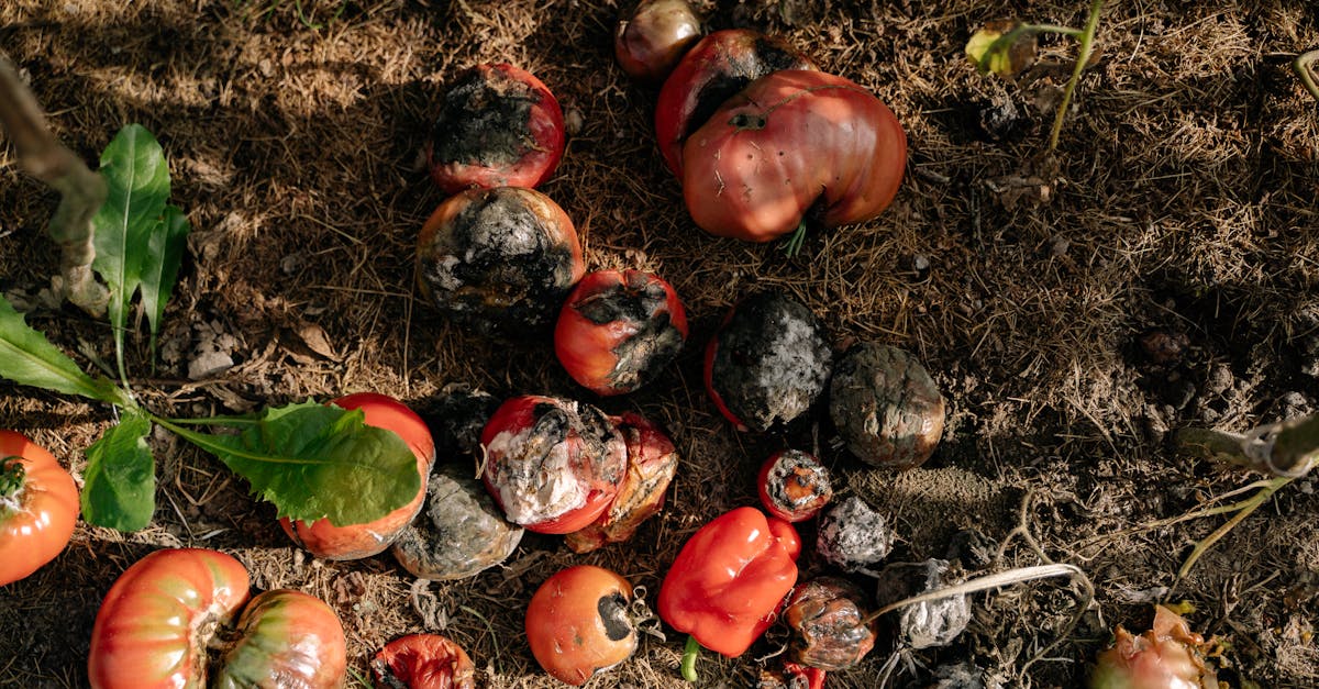 découvrez les principes de la permaculture, une méthode de culture durable qui favorise l'harmonie entre l'homme et la nature. apprenez à concevoir des jardins autosuffisants, économiser l'eau et protéger la biodiversité tout en produisant des aliments sains et savoureux.