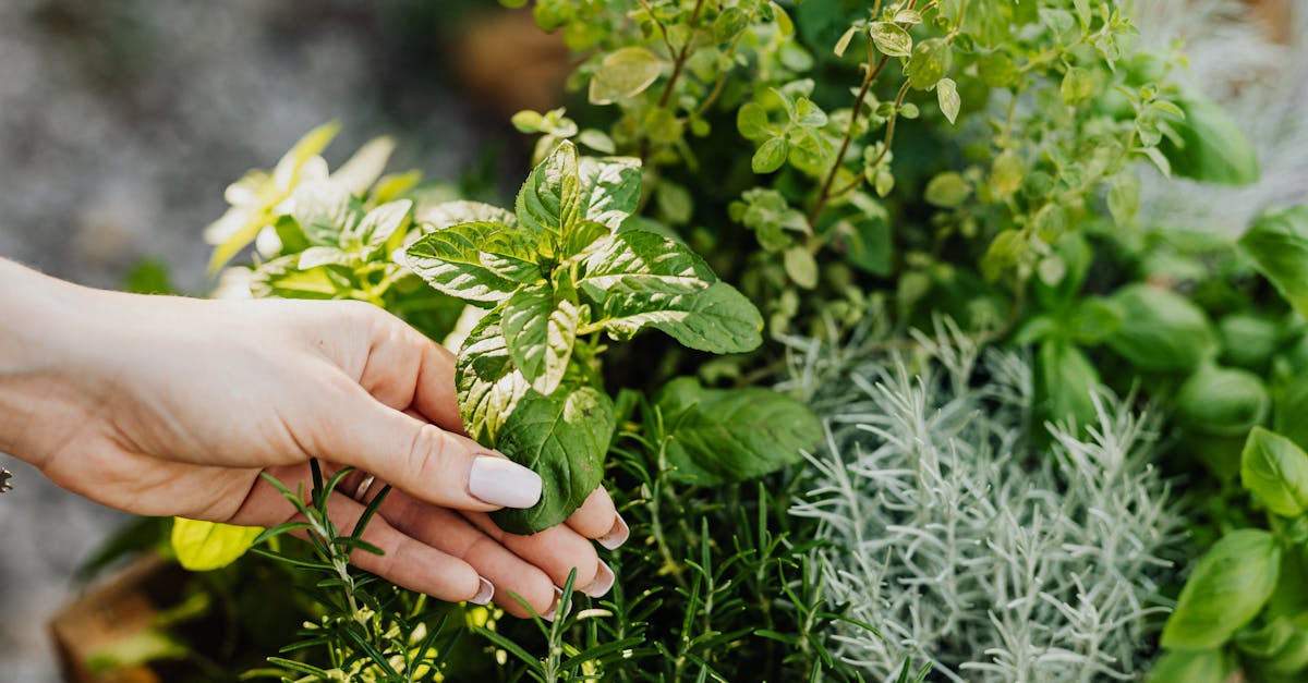 découvrez la permaculture, une méthode de jardinage durable qui harmonise la production agricole avec la nature. apprenez les principes de conception écologique, la gestion de l'eau et des ressources, et comment créer un écosystème florissant chez vous.
