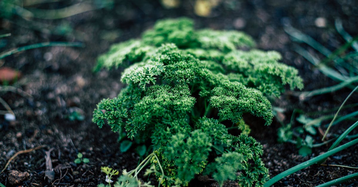 découvrez les principes de la permaculture pour cultiver votre jardin de manière durable et éco-responsable. apprenez à créer des écosystèmes florissants qui favorisent la biodiversité tout en produisant des aliments sains et savoureux.