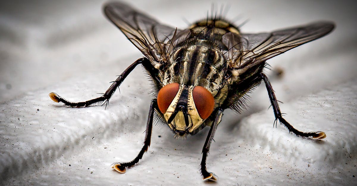 découvrez des solutions efficaces et écologiques pour le contrôle des nuisibles. protégez votre espace de vie des insectes et des rongeurs avec nos services professionnels de lutte antiparasitaire.