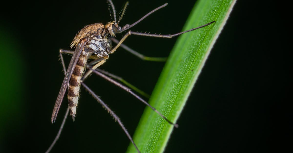 découvrez nos services d'extermination professionnels pour lutter efficacement contre les nuisibles. protégez votre maison et votre santé avec des solutions de désinsectisation et dératisation adaptées à vos besoins.