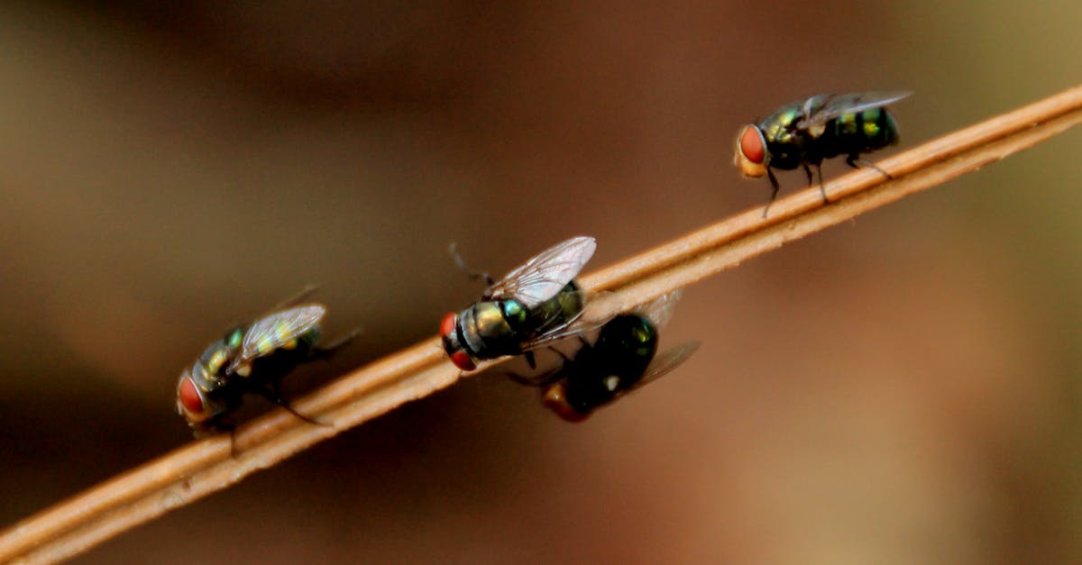 découvrez des solutions efficaces et écologiques pour le contrôle des nuisibles. protégez votre maison et votre santé avec nos services professionnels de lutte contre les insectes et rongeurs.