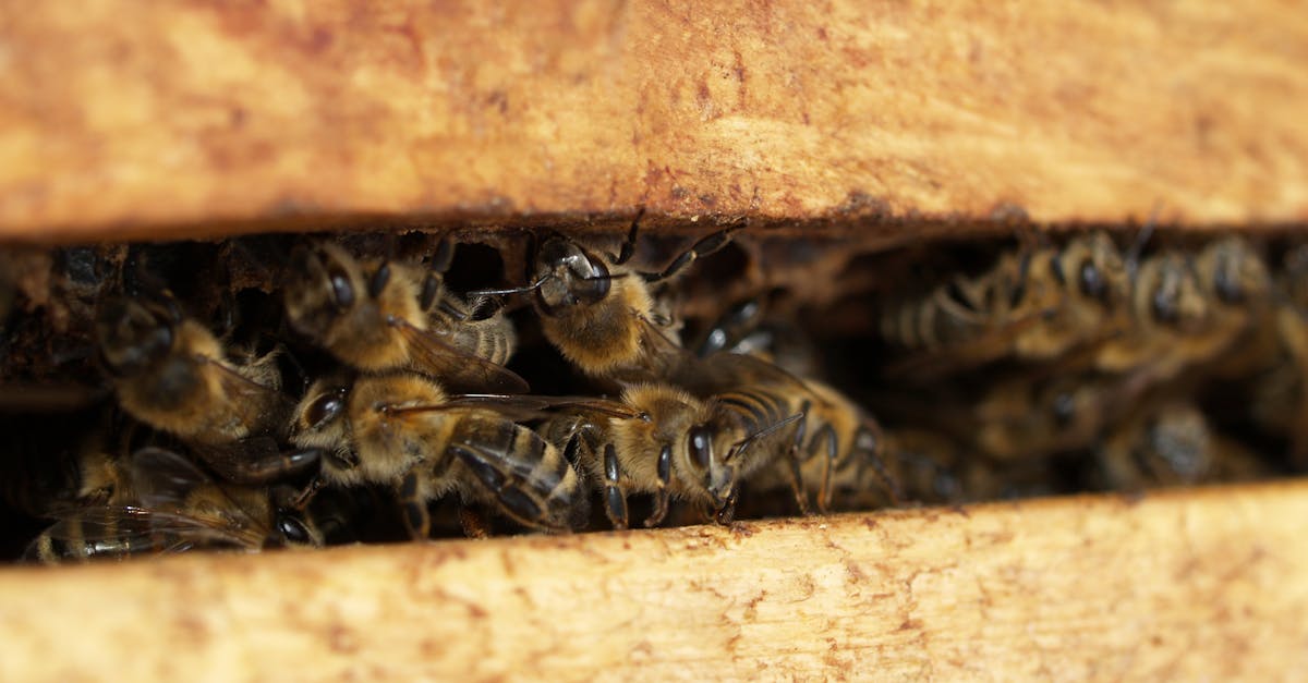 découvrez nos solutions efficaces de lutte contre les nuisibles. protégez votre maison des insectes et rongeurs grâce à nos services professionnels de désinfestation. contactez-nous dès aujourd'hui pour un environnement sain et sécurisé.