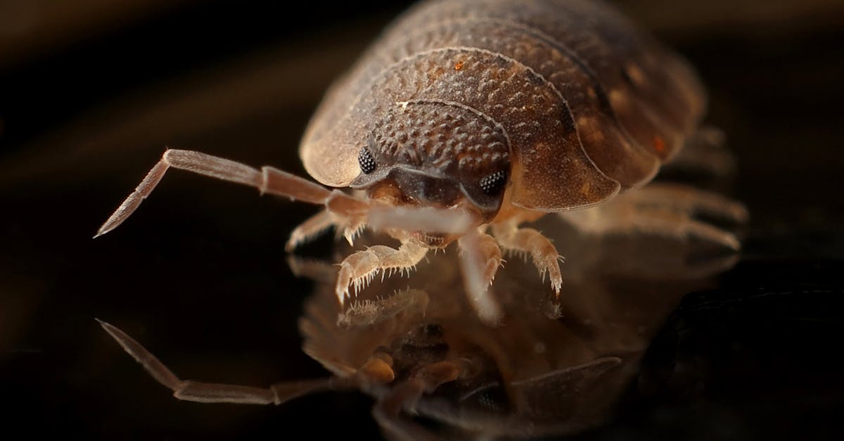 découvrez nos solutions professionnelles de lutte contre les nuisibles pour un environnement sain et sécurisé. protégez votre maison des termites, rongeurs et autres infestations grâce à nos traitements efficaces et durables.