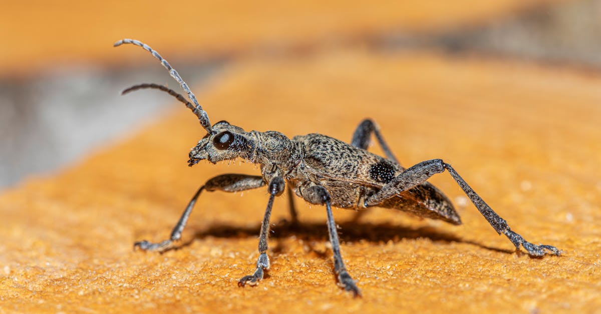 découvrez comment identifier efficacement les nuisibles dans votre environnement. apprenez à reconnaître les différents types de nuisibles, leurs habitats et les méthodes de prévention pour protéger votre maison et jardins.