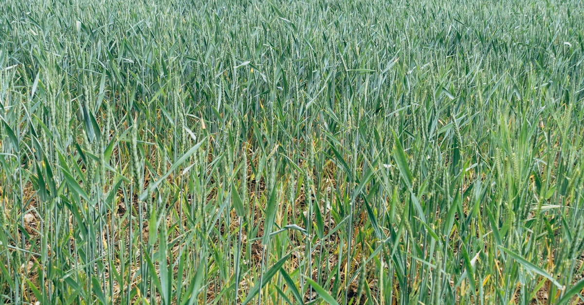 découvrez tout ce que vous devez savoir sur les pesticides : définition, types, utilisations et impacts sur l'environnement et la santé. informez-vous sur les alternatives durables et les pratiques agricoles respectueuses de l'écosystème.
