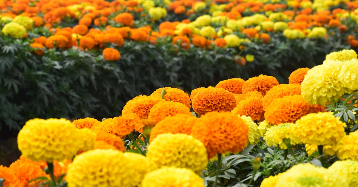 découvrez l'agriculture sans pesticides, une approche durable qui favorise la santé des sols et la biodiversité. explorez les méthodes innovantes pour cultiver des aliments sains tout en préservant l'environnement.