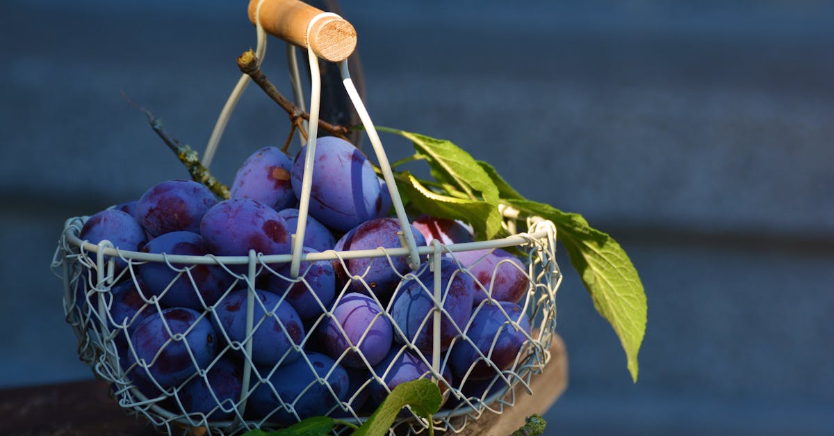 découvrez tout sur les pesticides : définition, types, usages, impacts environnementaux et alternatives écologiques. informez-vous pour une agriculture durable et sécurisée.