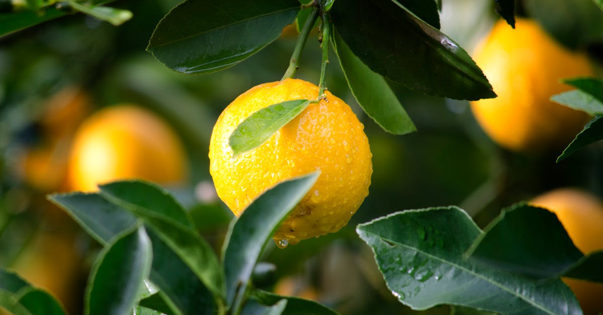 découvrez l'impact des pesticides sur l'environnement et la santé. apprenez comment ces substances chimiques sont utilisées dans l'agriculture, ainsi que les alternatives durables pour un avenir sans pesticides.