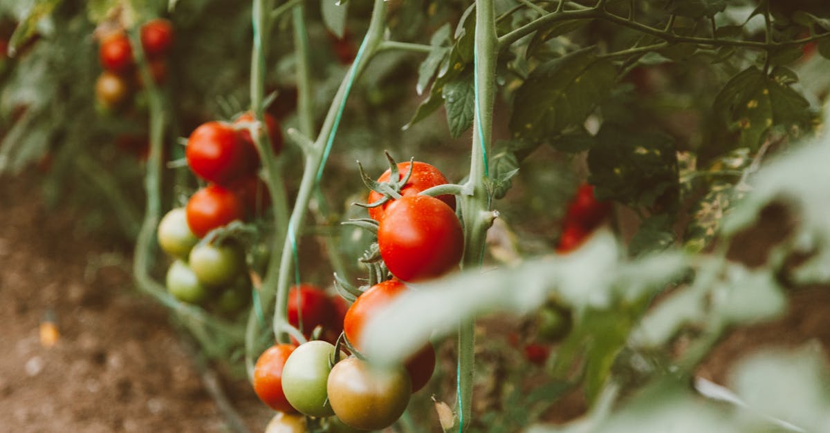 découvrez tout ce que vous devez savoir sur les pesticides : leurs types, leurs usages, et leurs impacts sur l'environnement et la santé. apprenez comment utiliser ces produits en toute sécurité et explorez des alternatives écologiques pour une agriculture durable.