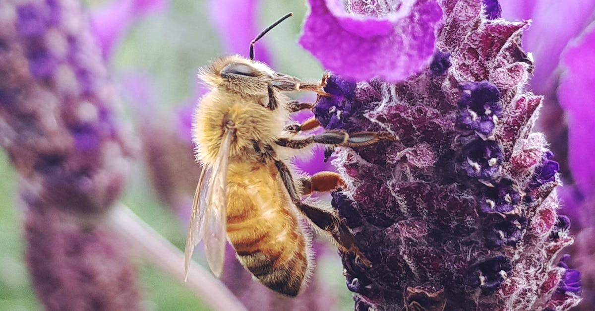 découvrez l'importance des pollinisateurs pour notre écosystème. apprenez comment ces insectes essentiels contribuent à la pollinisation des plantes, à la biodiversité et à la production alimentaire. protégeons-les pour préserver notre environnement.