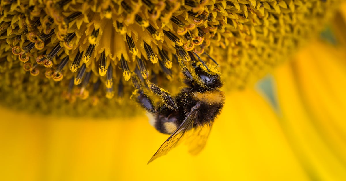 découvrez l'importance des pollinisateurs pour notre écosystème et nos cultures. apprenez comment ces précieux insectes, comme les abeilles et les papillons, contribuent à la biodiversité et à la production alimentaire. protégeons-les pour un avenir durable.