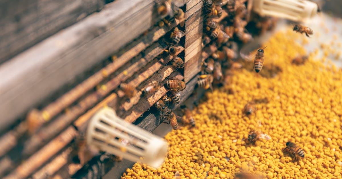 découvrez l'univers fascinant des pollinisateurs, ces précieux alliés de la nature qui jouent un rôle essentiel dans la pollinisation des plantes. apprenez-en plus sur leur importance pour l'écosystème et l'agriculture, ainsi que sur les menaces qui les pèsent. engagez-vous pour la protection de ces créatures indispensables à notre biodiversité.