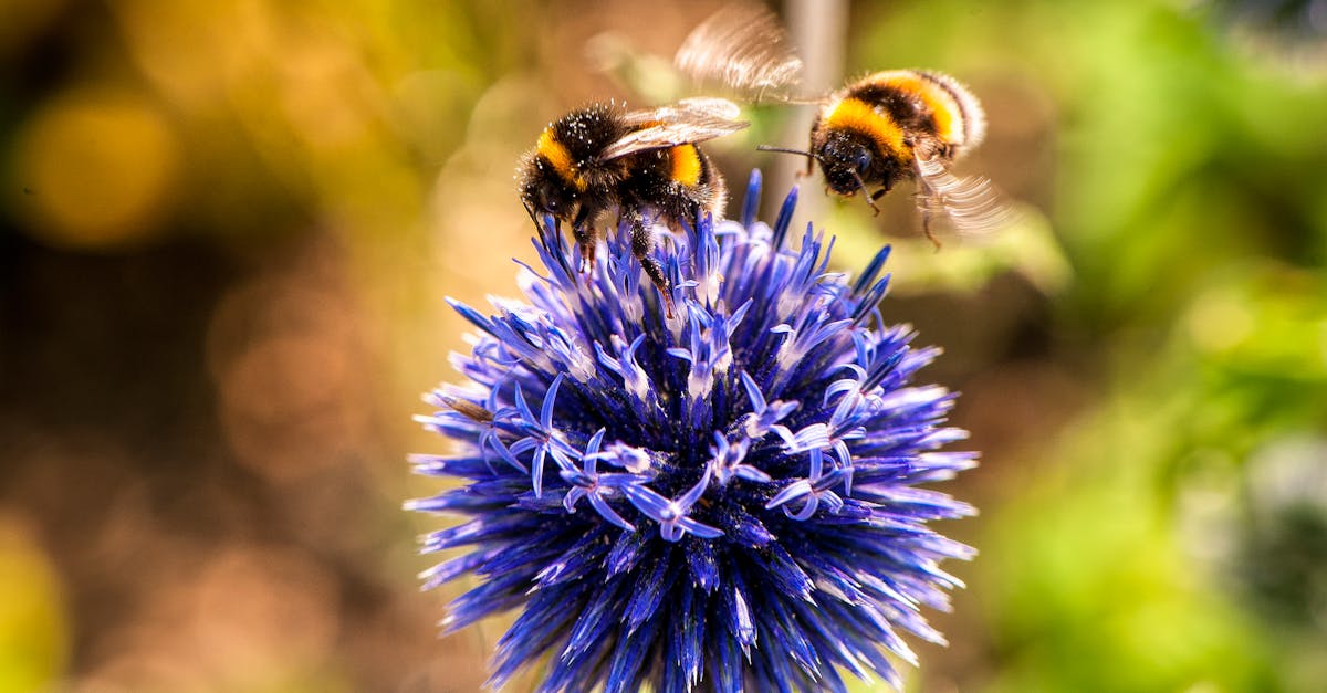 découvrez le monde fascinant des pollinisateurs, ces acteurs essentiels de la biodiversité. apprenez comment ils contribuent à la pollinisation des plantes, leur rôle dans l'écosystème et les actions à entreprendre pour les protéger. sensibilisez-vous à l'importance de ces insectes indispensables pour notre agriculture et notre environnement.
