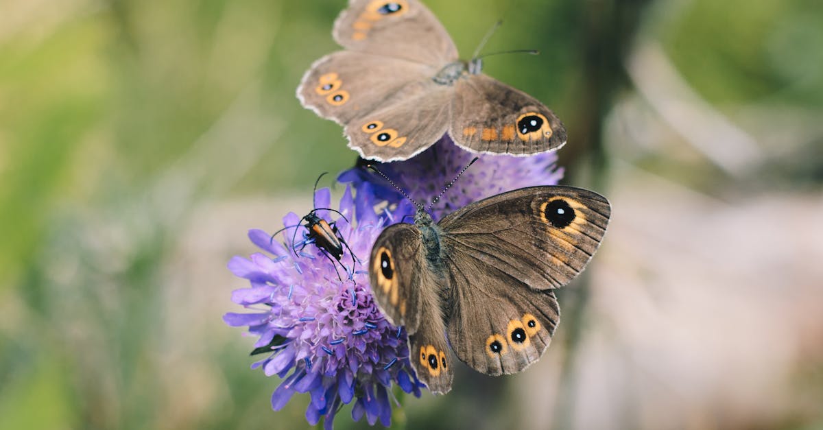 découvrez le monde fascinant des pollinisateurs, ces précieux alliés de la nature qui jouent un rôle essentiel dans la pollinisation des plantes. apprenez comment ces insectes, oiseaux et autres animaux contribuent à la biodiversité et à la production alimentaire, tout en découvrant des astuces pour les protéger et préserver leur habitat.