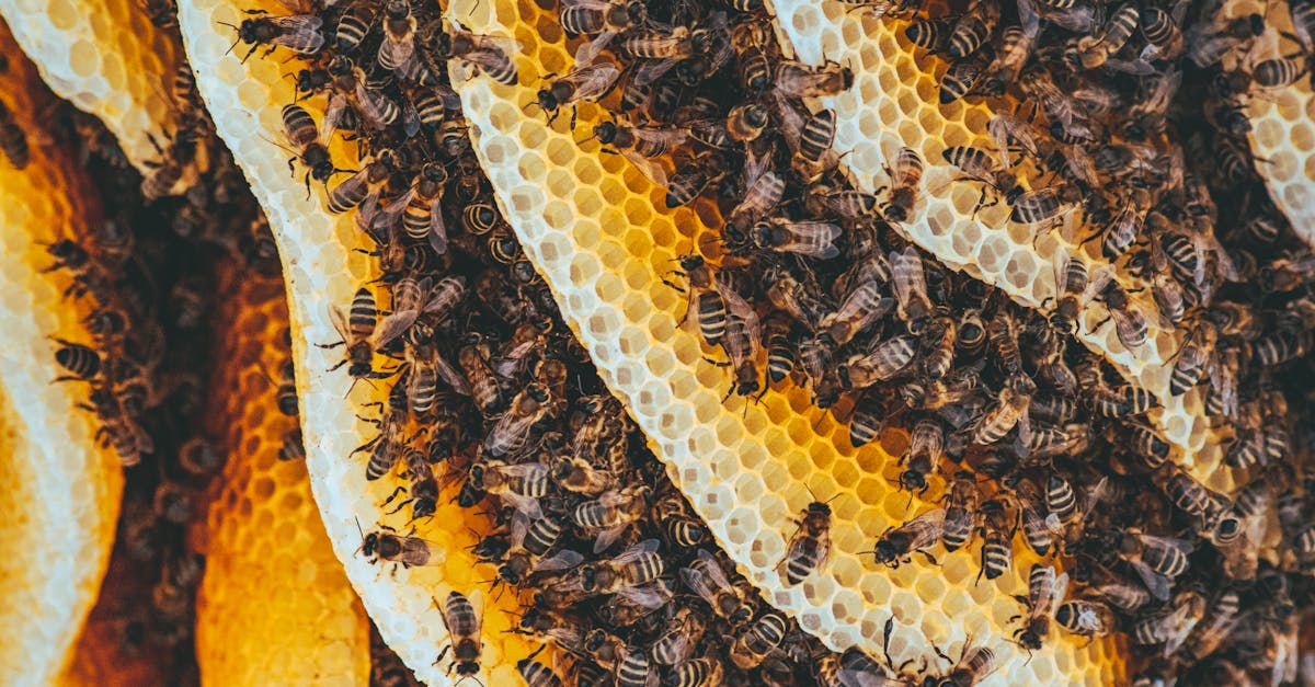 découvrez l'importance des pollinisateurs pour notre écosystème et notre agriculture. apprenez comment ces petits insectes contribuent à la biodiversité et à la production alimentaire, tout en explorant des moyens de les protéger et de préserver leur habitat.