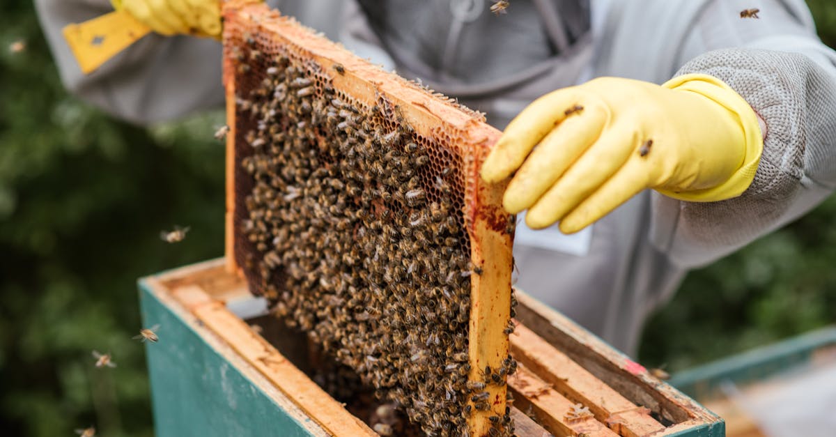 découvrez l'importance des pollinisateurs dans notre écosystème. apprenez comment ces acteurs essentiels contribuent à la pollinisation des plantes, à la production alimentaire et à la biodiversité. protégez-les pour un avenir durable.