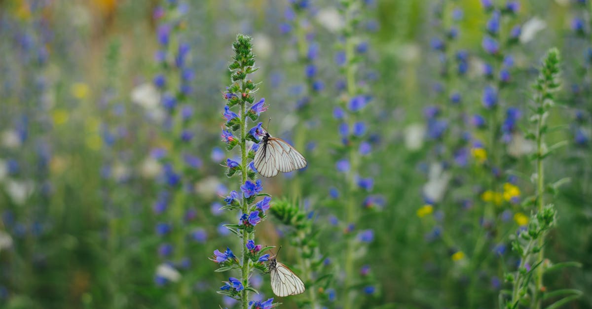 découvrez l'importance des pollinisateurs pour notre écosystème et l'agriculture. apprenez comment ces créatures indispensables soutiennent la biodiversité et contribuent à la production de nourriture.